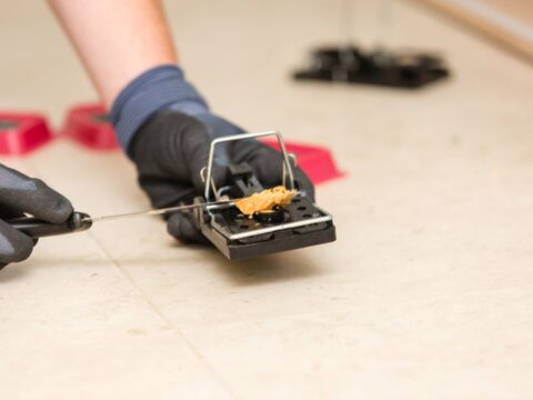 Emergency Pest Control