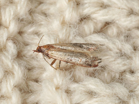 Fly Insect Summiting Flying Insects - Summit Pest Control