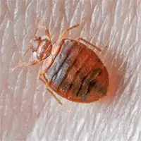 Bed Bug Heat Treatment
