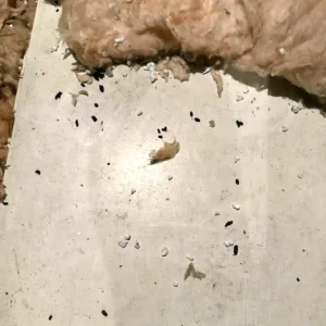 Property Purchase or Sale Pest Survey