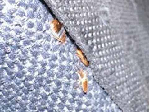 Heat Treatments – Bed Bugs