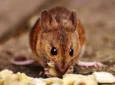 mice in london eating