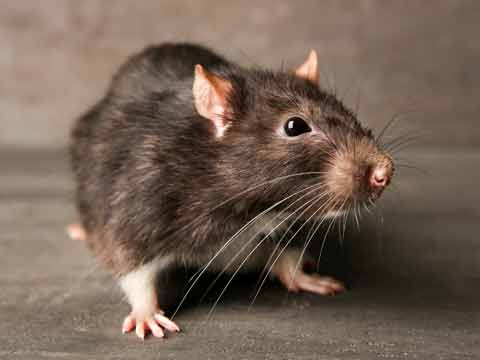 Rodents